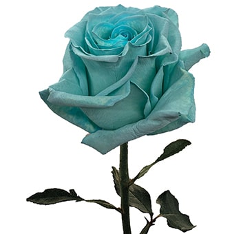 Teal Color