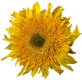 Teddy Bear Sunflower