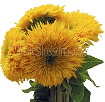 Bright yellow teddy bear sunflowers for weddings/events - ideal for creating stunning bouquets and arrangements with timeless charm and elegance.