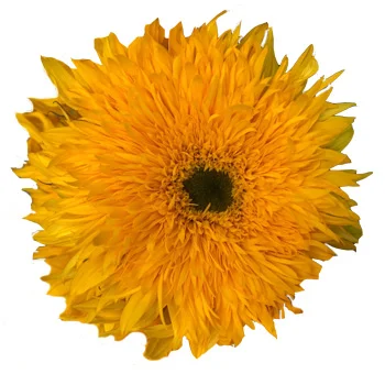 Fluffy yellow Teddy Bear Sunflowers with vibrant petals, perfect for adding a soft and cheerful touch to floral arrangements for weddings, summer events, or garden-themed décor.