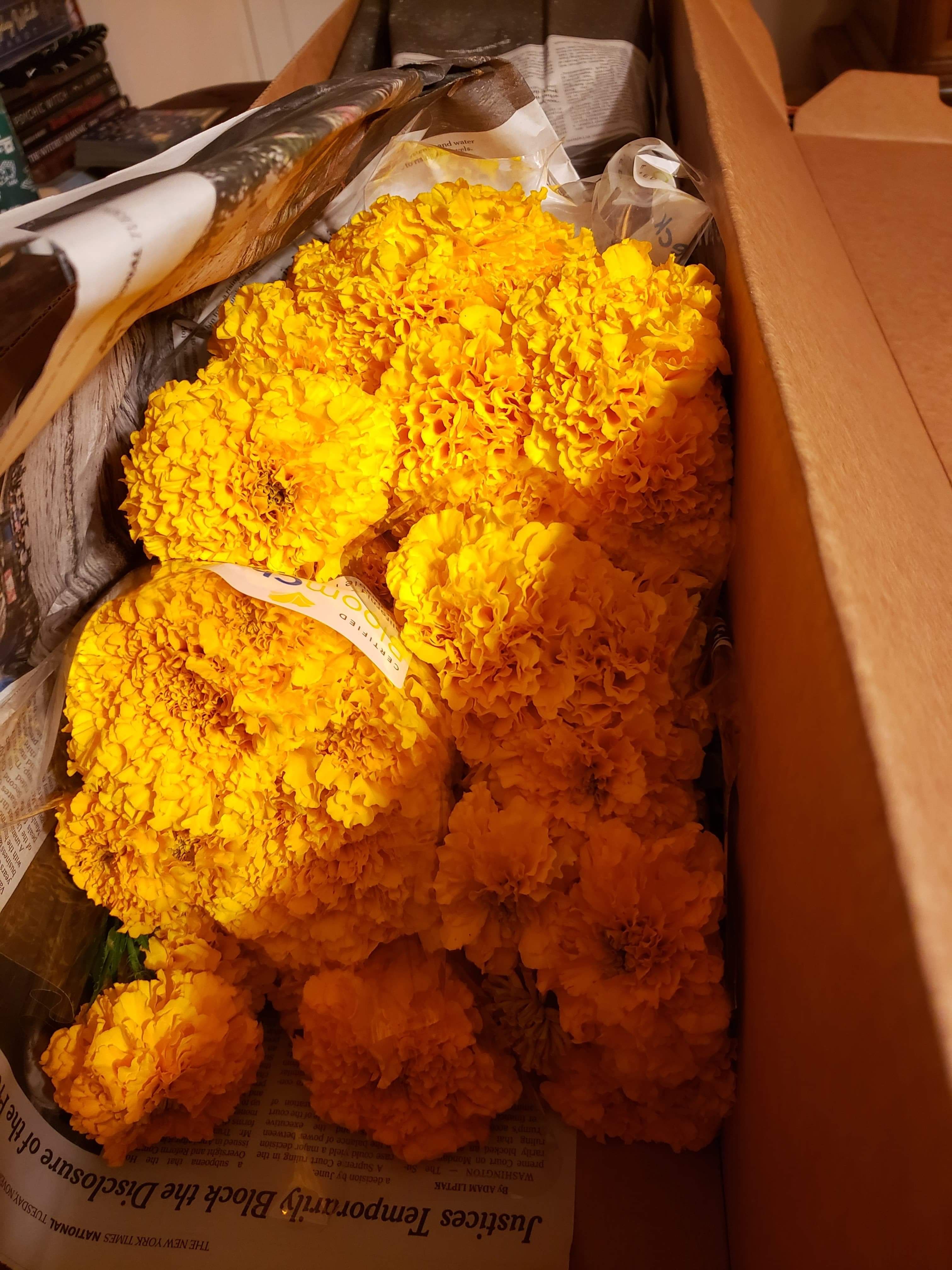 WholeBlossoms Testimonials Photos from Nathan Castillo