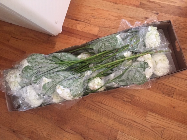 WholeBlossoms Testimonials Photos from Blue J