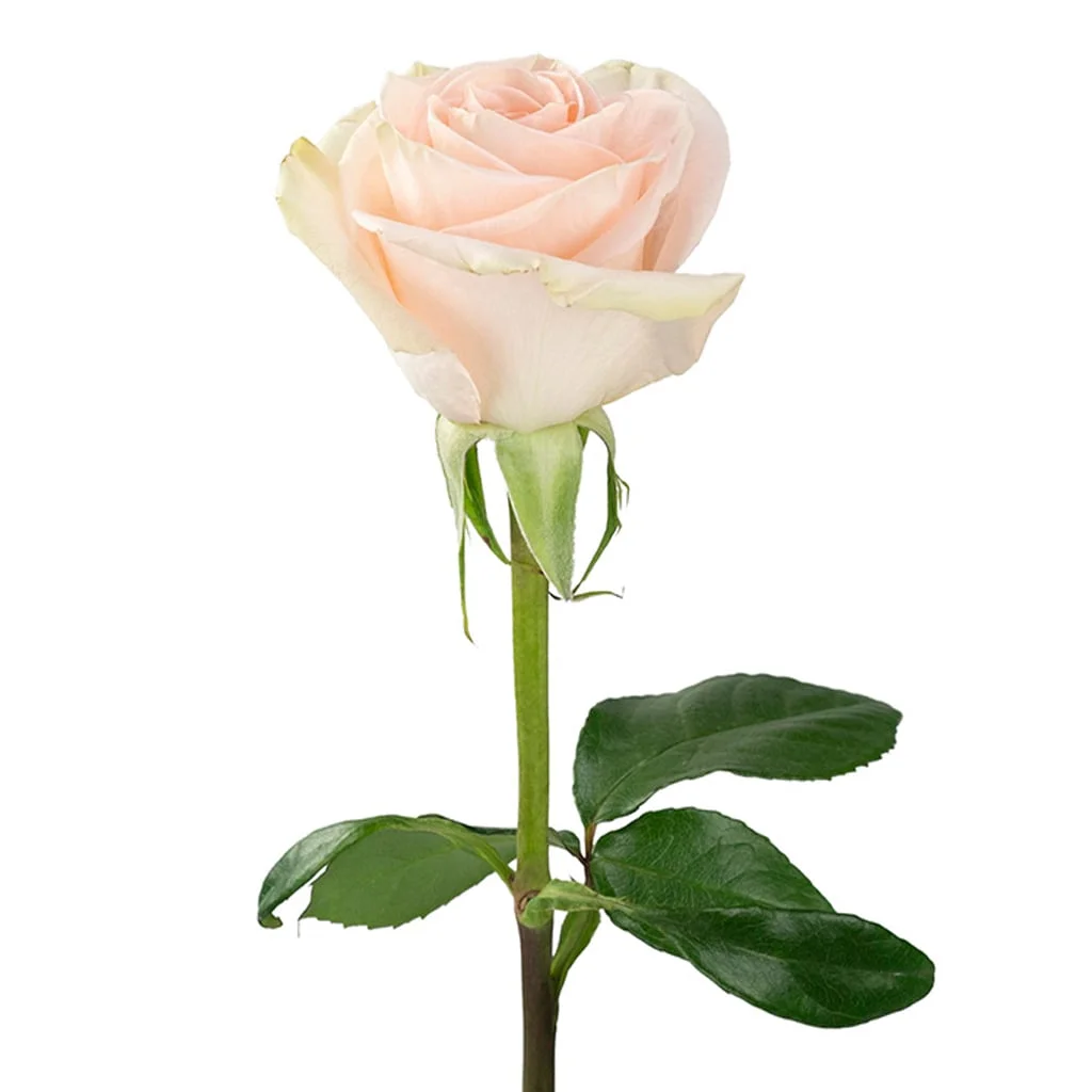 Delicate Peach Tiffany Rose blooms in soft tones, great for weddings, gift arrangements, and bulk floral orders.