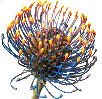 Vibrant blue pincushion blooms bring bold energy to events, premium bouquets, and unique wedding arrangements.