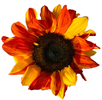 Vibrant red sunflower bouquet, perfectly curated for autumn-themed weddings and events, adding a touch of bold color and natural beauty to the setting.
