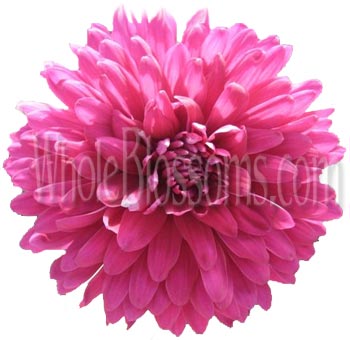 Bright pink Cremon mum flower with multiple soft petals, perfect for vibrant and lush floral displays.