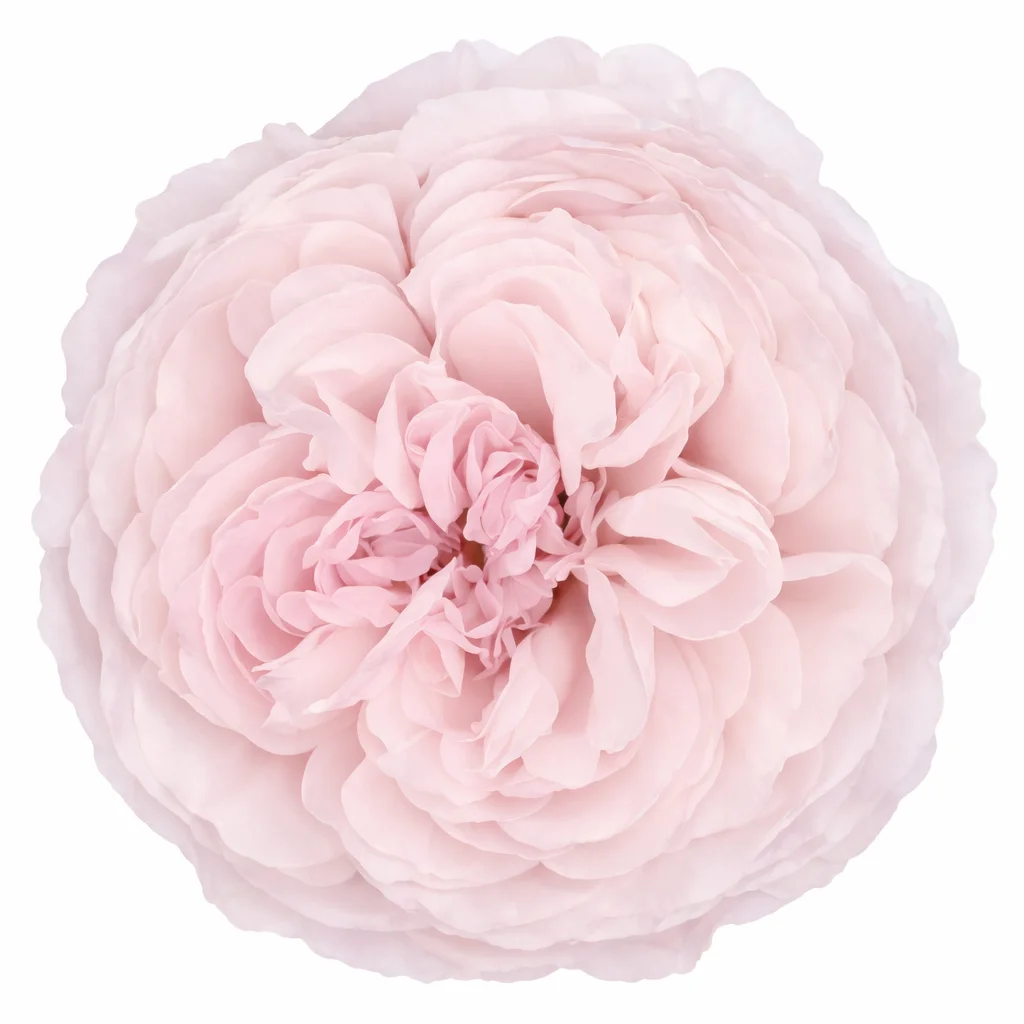 Tsumugi Pink Garden Rose