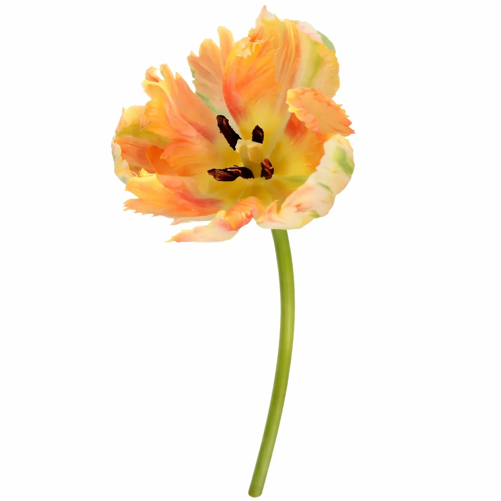 Apricot parrot tulip single stem with ruffled petals – premium wholesale flowers for weddings and events.