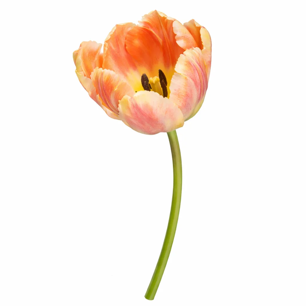 Yellow Bicolor Parrot Tulips
