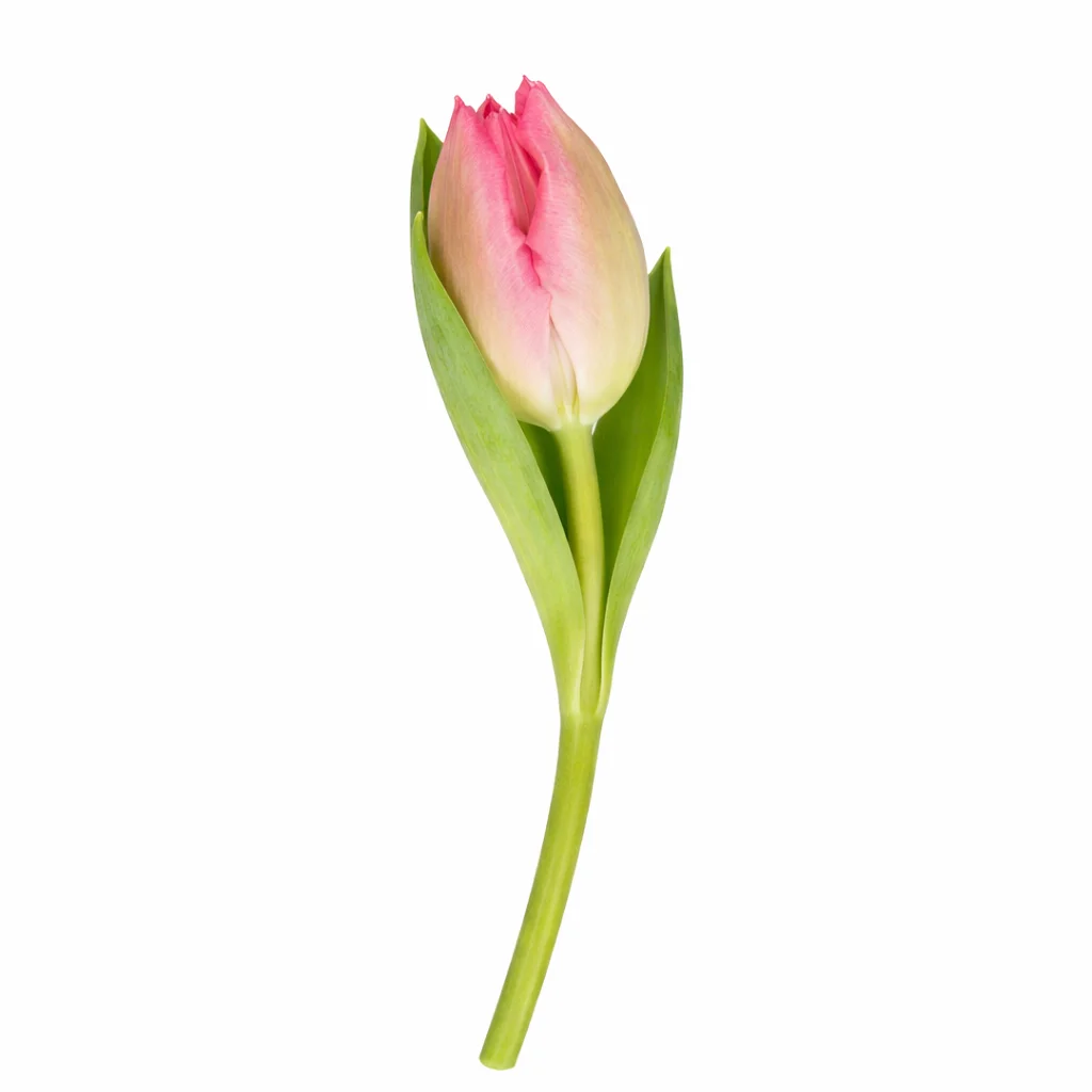 Pink parrot tulip Marvel single stem with soft blush tones – premium wholesale flowers for weddings and events.