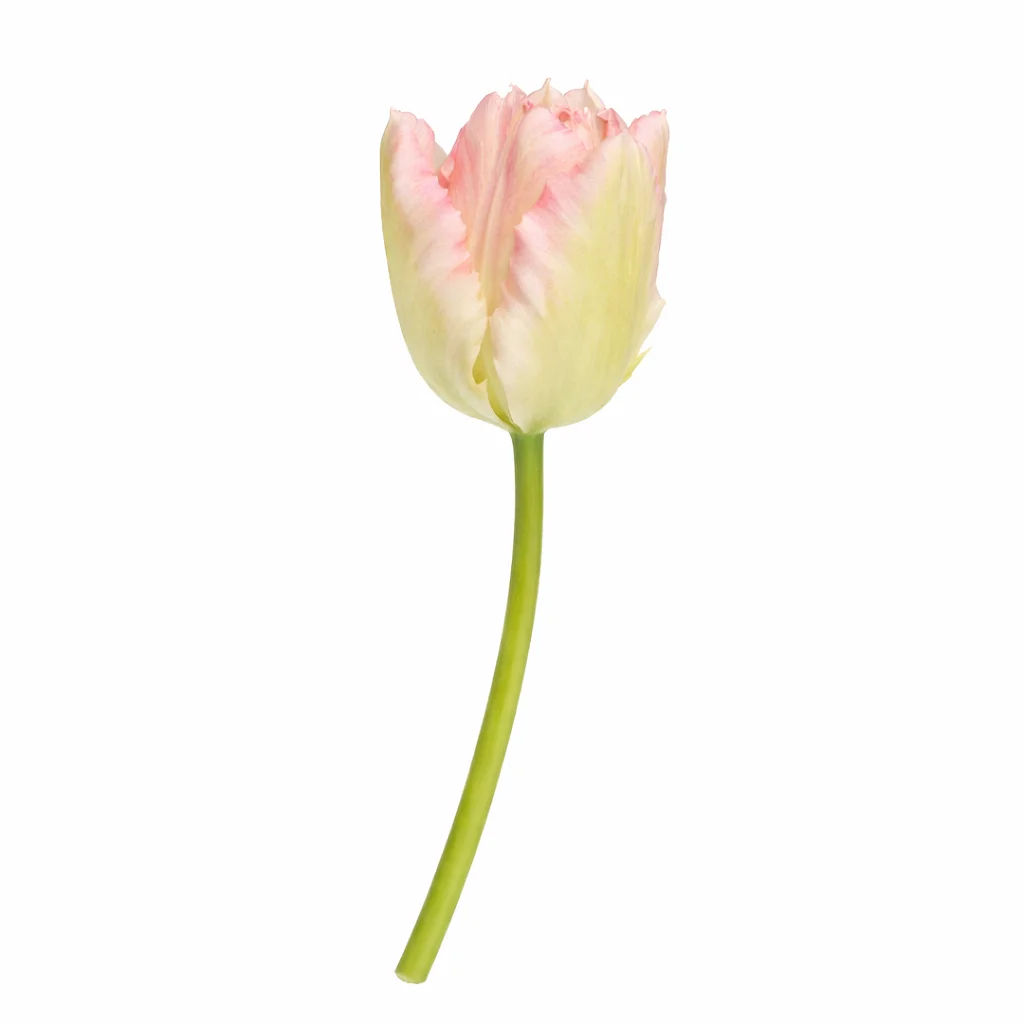 Light Pink Parrot Tulips