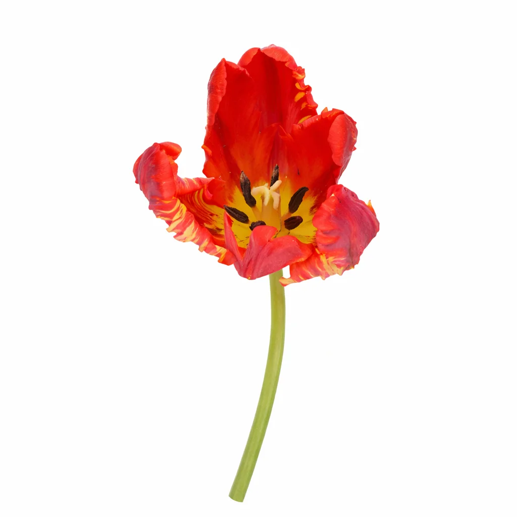 Rococo red parrot tulip single stem with ruffled petals – premium wholesale flowers for weddings and events.