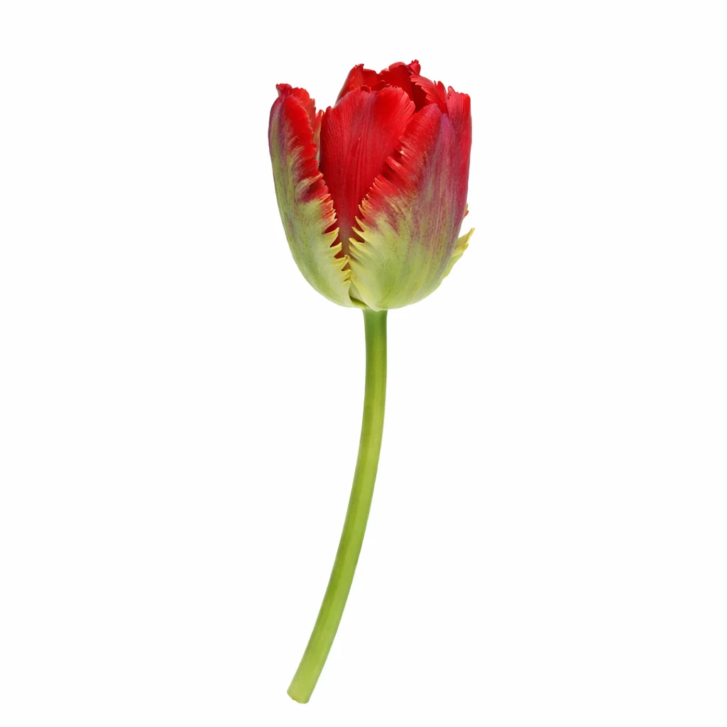 Seadov red parrot tulip single stem with green accents – premium wholesale flowers for weddings and events.