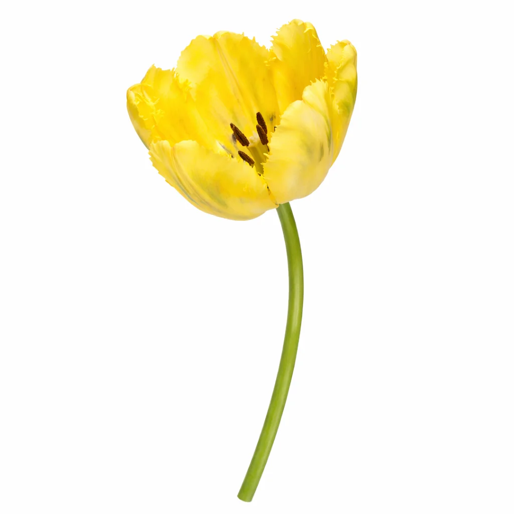 Yellow Parrot Tulips
