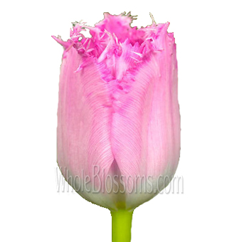 Pink fringed tulips wholesale flowers for events, fresh bulk blooms for feminine floral designs and décor.