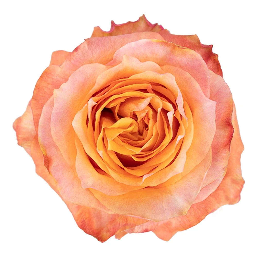 Twilight orange roses in bulk for weddings and events, ideal for centerpieces, bouquets, and floral arrangements with warm vibrant tones.