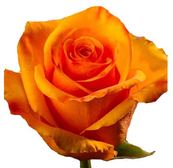 Tycoon orange roses bring radiant elegance to wedding décor, event florals, or fresh cut flower gifts with striking warmth.