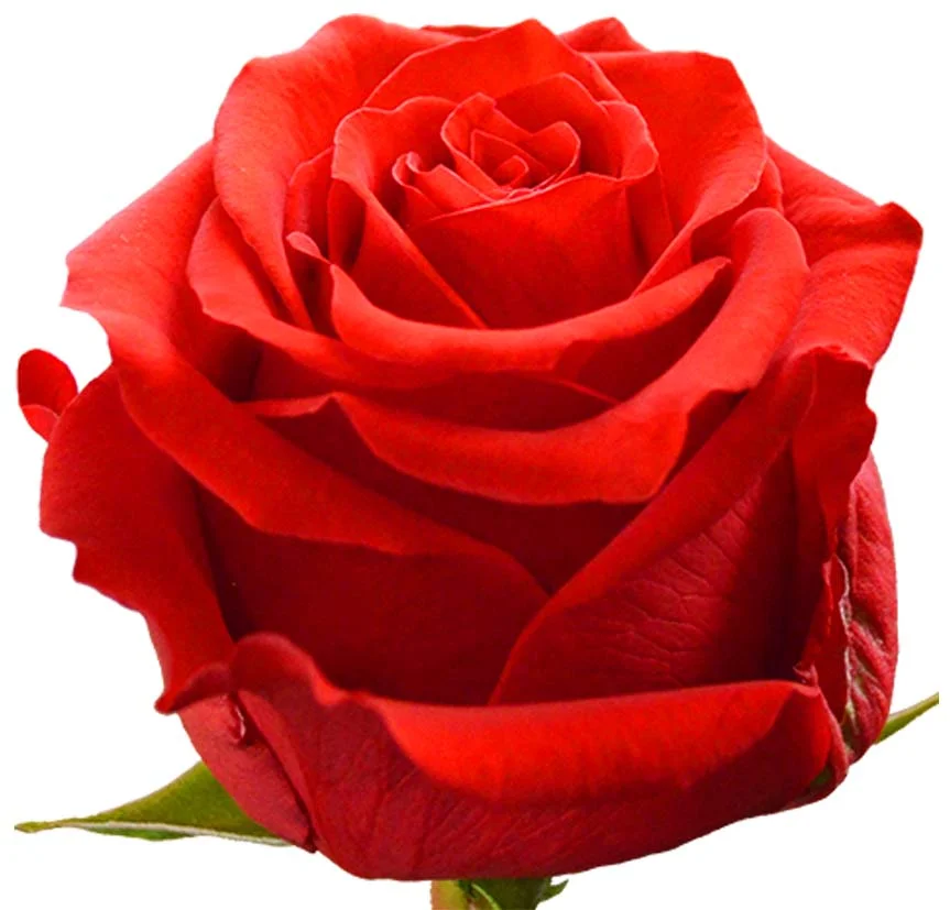 Shop Undercover Red Rose featuring velvety petals and a deep red hue, ideal for weddings, romantic celebrations, and elegant floral arrangements.
