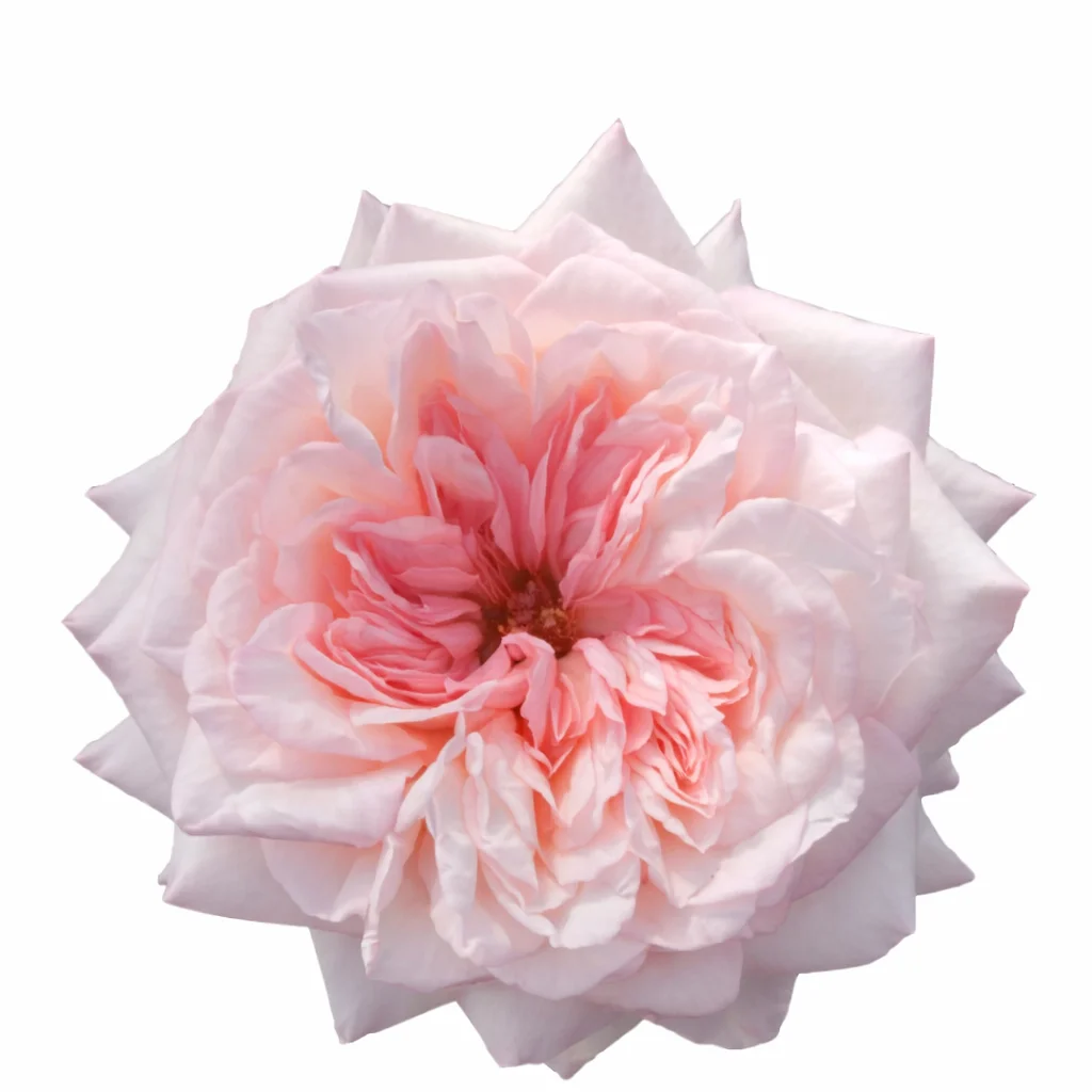Valeria Blush Pink Garden Roses Valeria Blush Pink Garden Roses