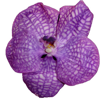 Elegant Blue Vanda Orchid with soft purple tones adds vibrant sophistication to premium weddings, events, and floral arrangements.