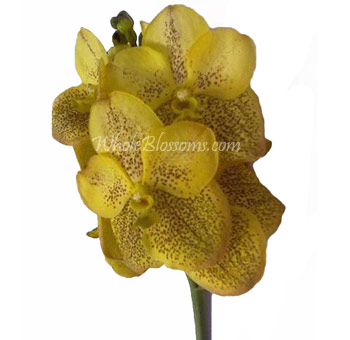 Cut Vanda Yellow Orchid