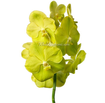 Vanda Yellow Orchid