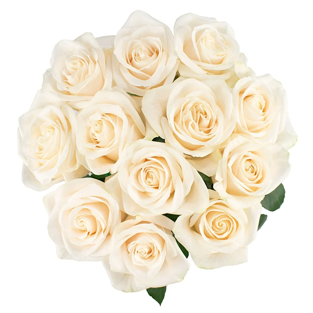 Elegant Vendela Roses in soft white, ideal for brides, event florists, and bulk flower decorators seeking classic wedding blooms.