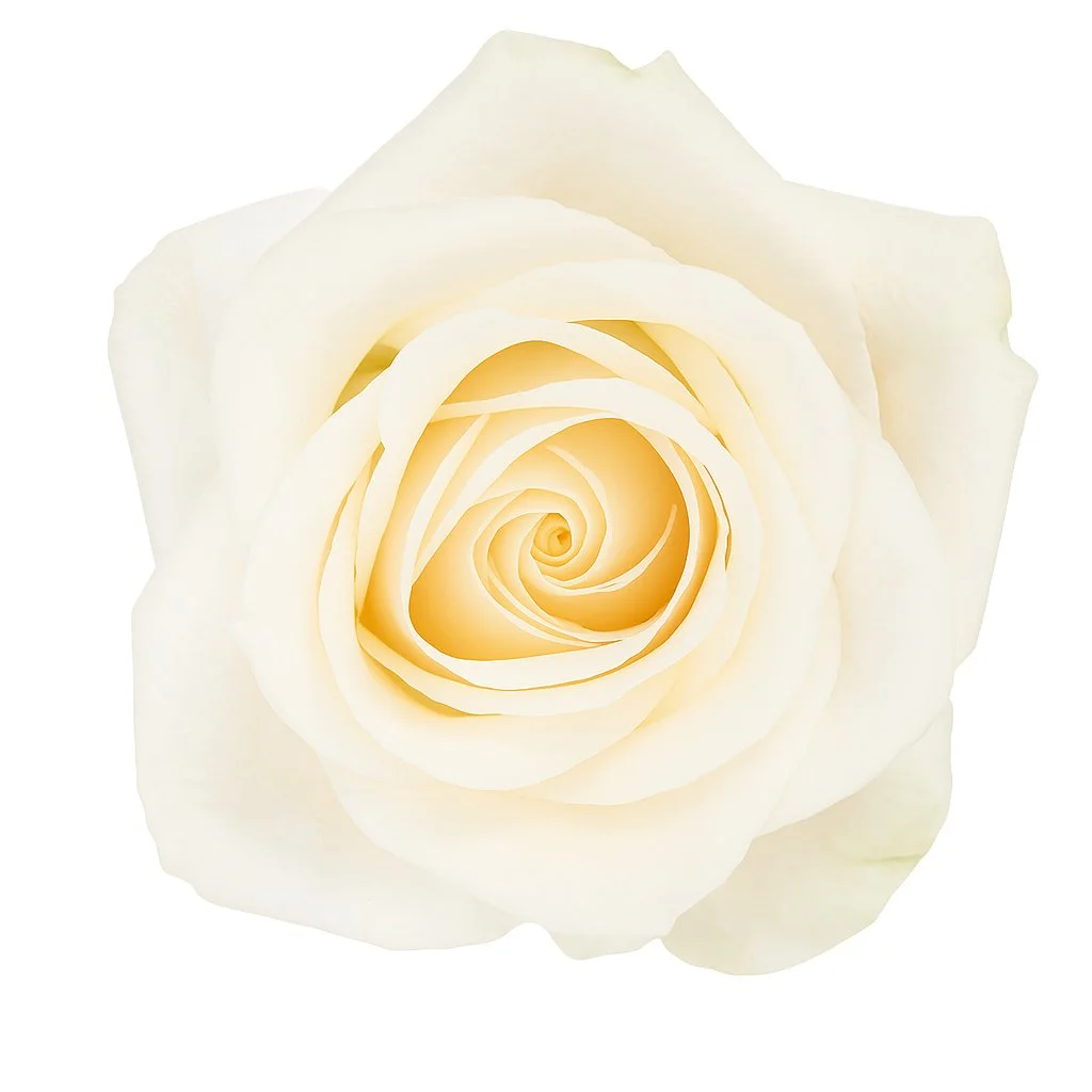Vendela Roses