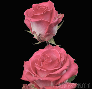 Verdi bicolor dark pink roses with rich pink petals edged in a lighter hue, perfect for weddings, events, and premium floral gifts.