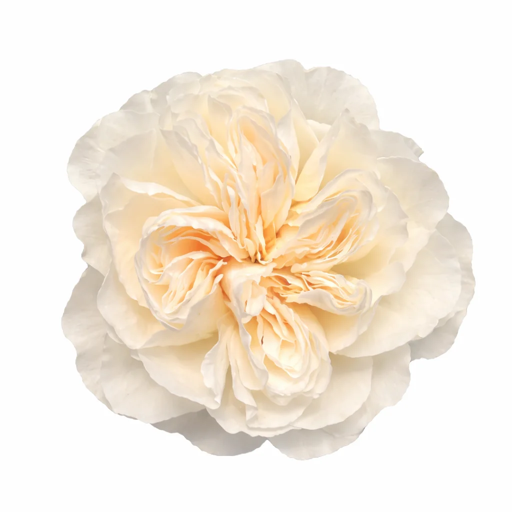 Vicky Gardens cream garden rose with layered ivory petals and warm butter center, wholesale wedding flower.
