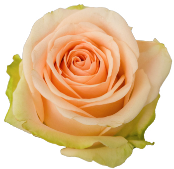 Vinci peach roses radiate soft warmth and elegance, ideal for garden weddings, rustic events, and romantic floral settings.