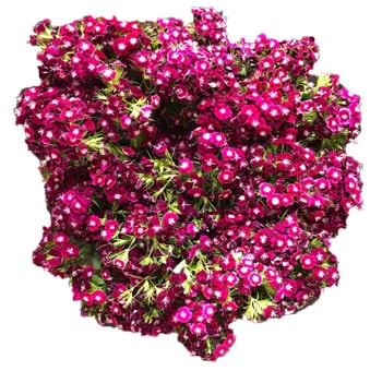 Elegant burgundy Dianthus with a violet hue, ideal for moody weddings, fall events, or rich floral installations.