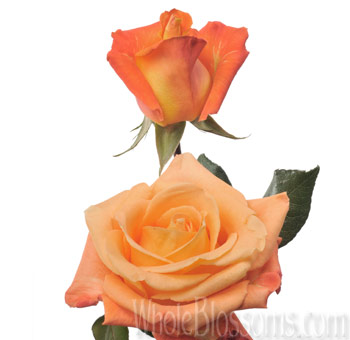 Buy Voodoo Orange Rose Flower