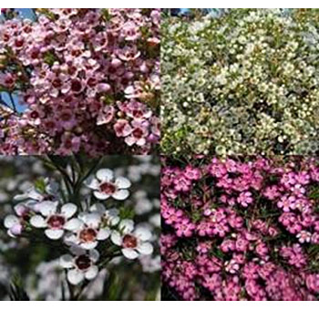 Assorted waxflowers with dainty textured blooms, perfect for rustic weddings, filler accents, and artistic floral designs.