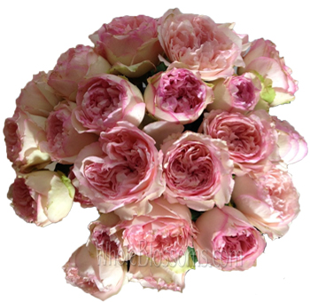 A lush bouquet of Pink Wedding Romantica Spray Garden Roses with soft, layered petals.