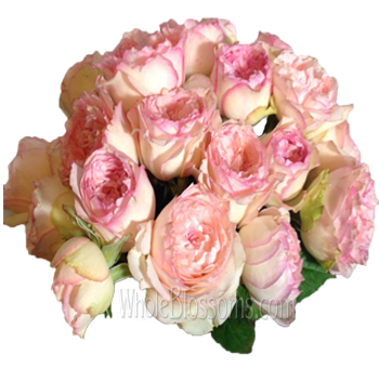 Delicate pink garden rose blooms with ruffled petals and vintage charm.