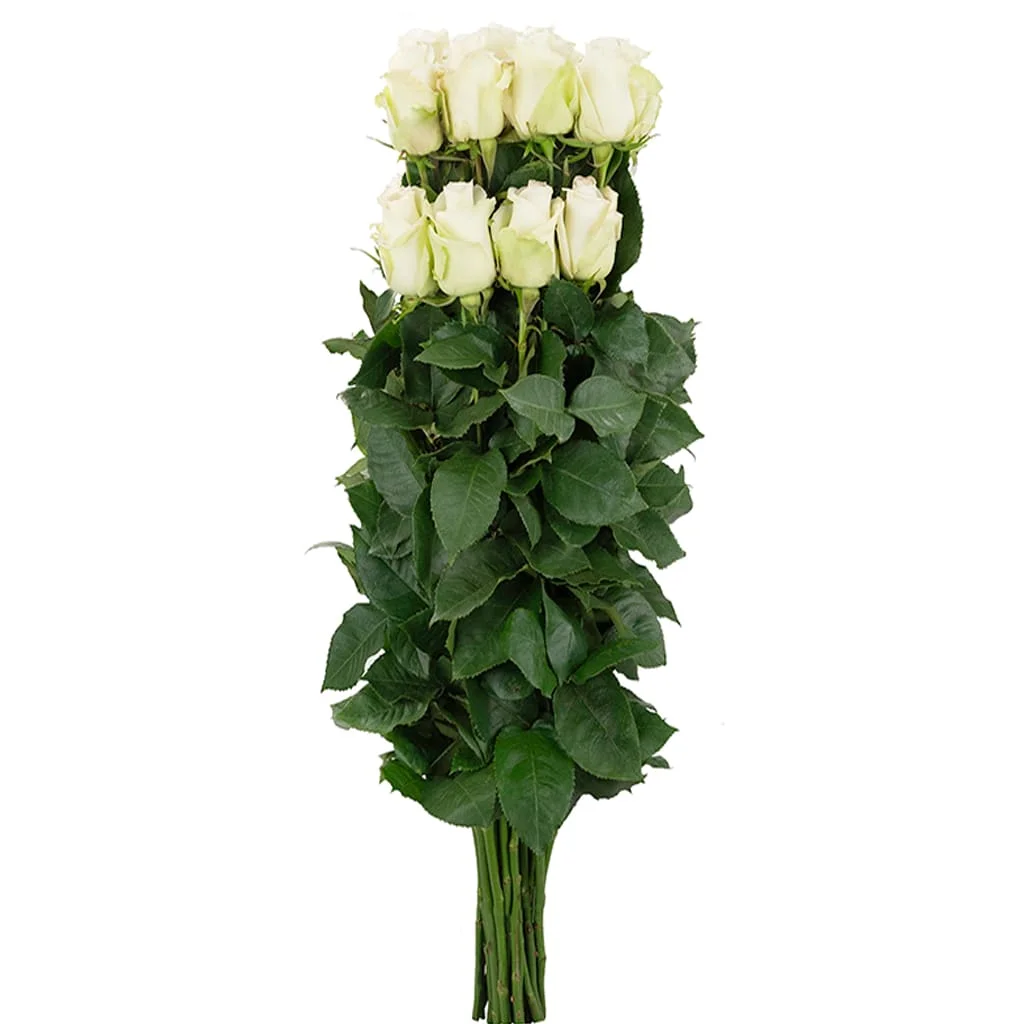 Bulk Alba White Roses for weddings and florists, offering elegant blooms perfect for bridal bouquets, centerpieces, and premium event decor.