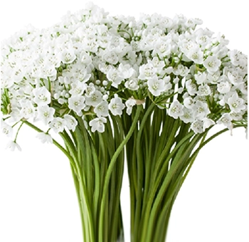 White Allium Neapolitanum blooms, perfect for spring events, bringing natural beauty and sophistication to wedding décor.