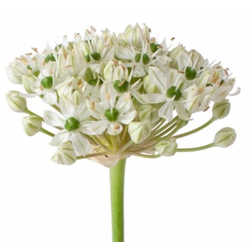 Tall white Allium Mount Everest blooms offer striking elegance for weddings, events, or upscale floral arrangements.