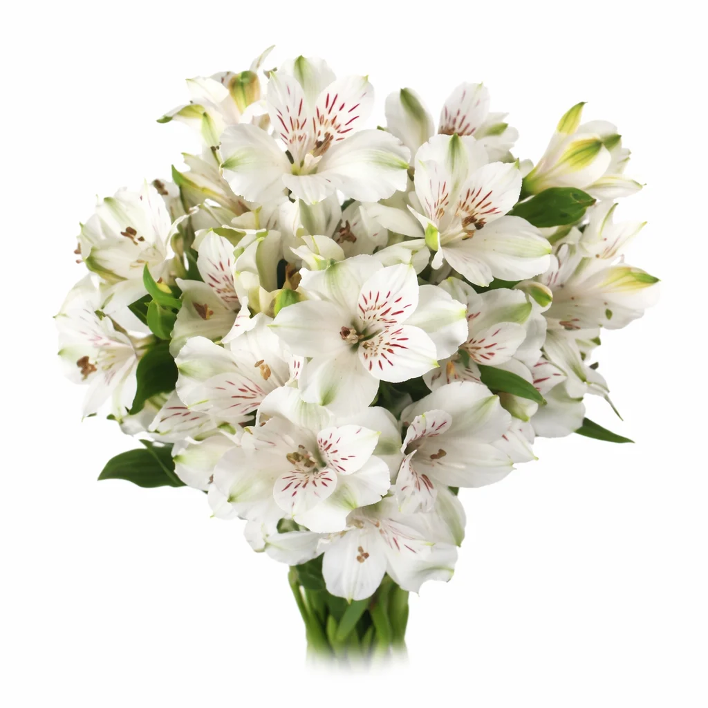 Single white alstroemeria flower with soft yellow markings and delicate petals isolated on a clean white background.