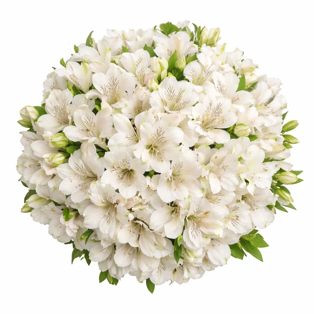 White Alstroemeria