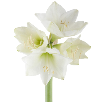 White Amaryllis - Mont Blanc