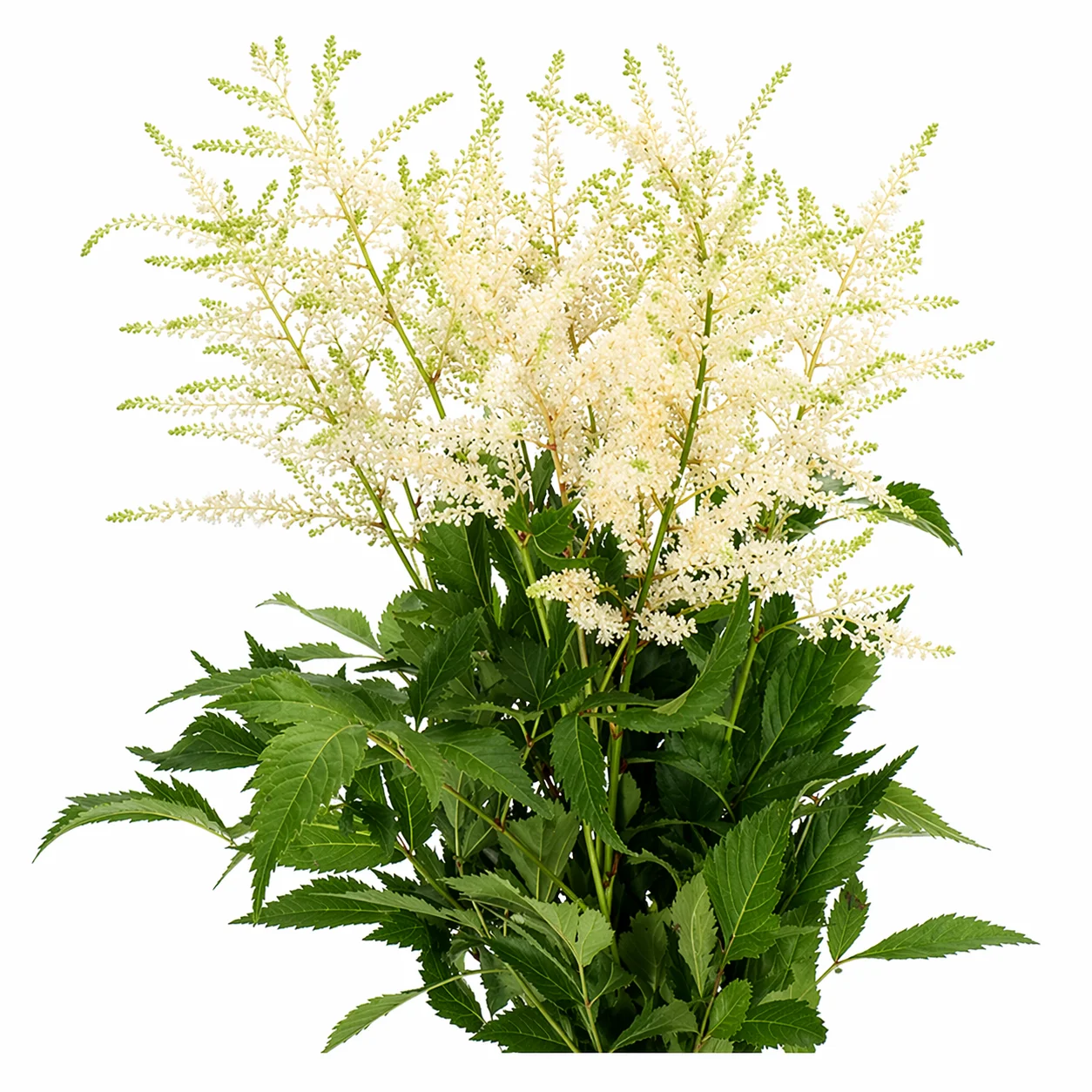 Astilbe White Flowers