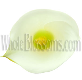 Close-up of a white mini Calla lily bloom, perfect for elegant floral designs and modern event décor.