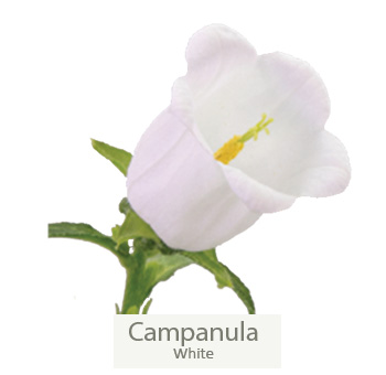 Delicate white campanulas enhancing lavender-silver ensemble.