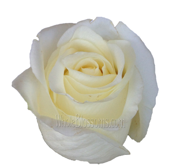 Bulk White Chocolate Rose.