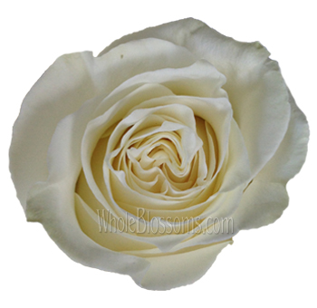 Purchase wholesale White Chocolate Roses.