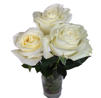 White Chocolate Rose flower arrangements.