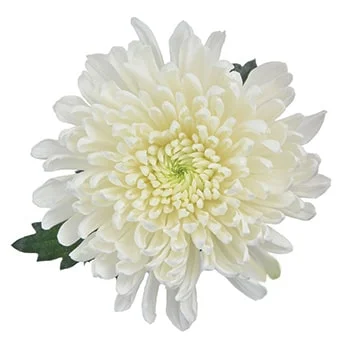 White cremone flowers enhancing wedding decor with their elegant and sophisticated blooms.