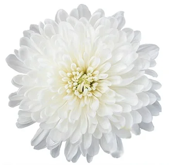 Cremon Mum White Flower.